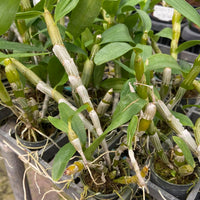 Dendrobium watanabe