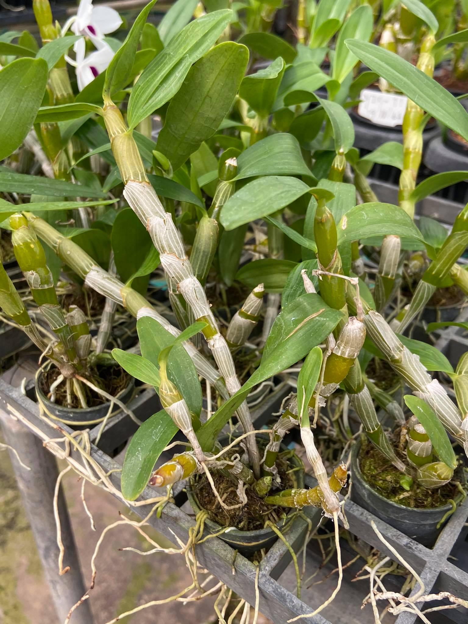 Dendrobium watanabe
