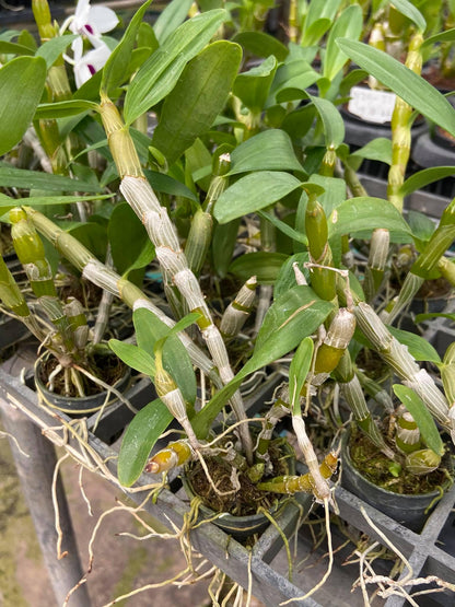 Dendrobium watanabe