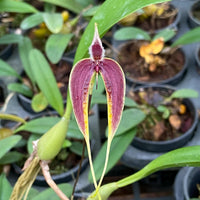 Bulbophyllum maxillare