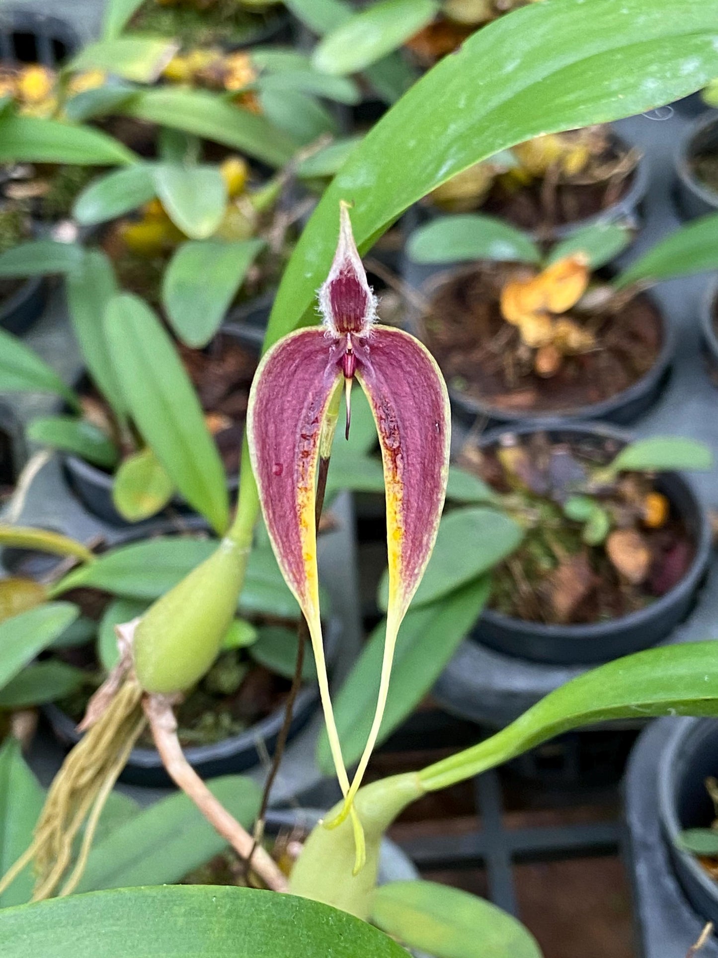 Bulbophyllum maxillare