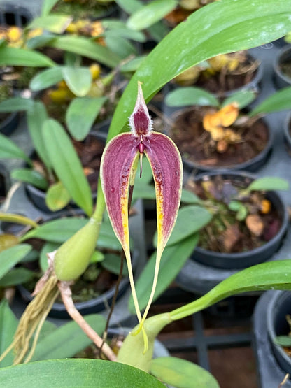 Bulbophyllum maxillare