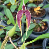 Bulbophyllum maxillare