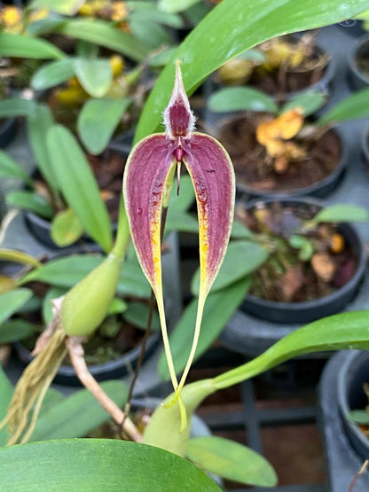 Bulbophyllum maxillare