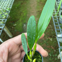 Bulbophyllum maxillare