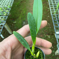 Bulbophyllum maxillare