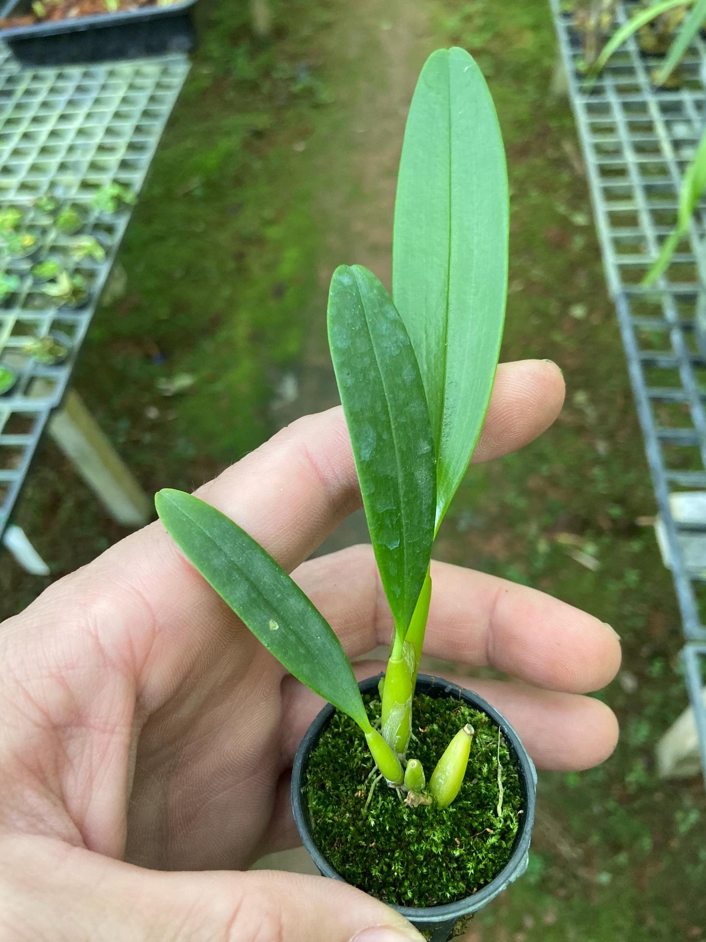 Bulbophyllum maxillare