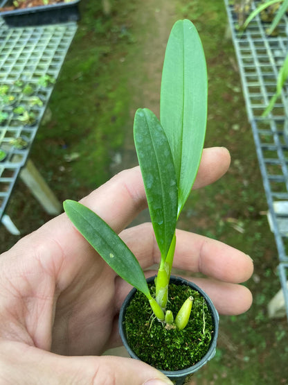Bulbophyllum maxillare