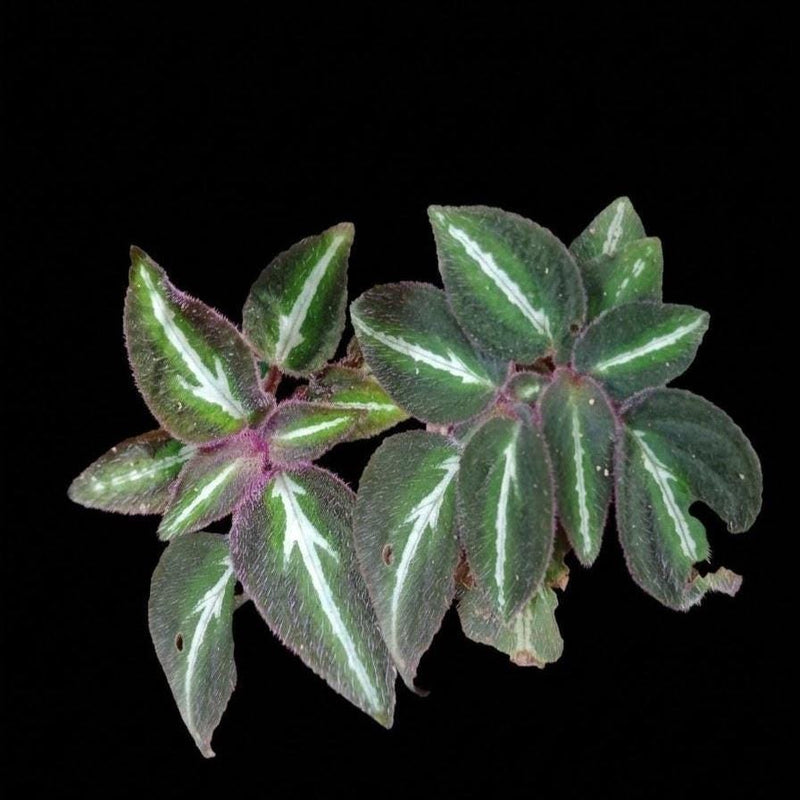 Sonerila sp. fluo House Plant, Terrarium Mini Plant Collection (5 Plants)