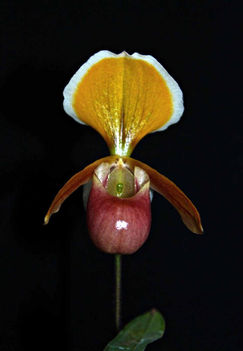 Paphiopedilum collection Orchid Plant: Lady Slipper Bloom Size