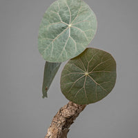 Stephania kaweesakii