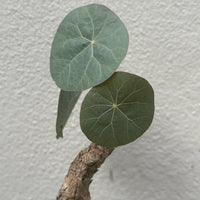 Stephania kaweesakii