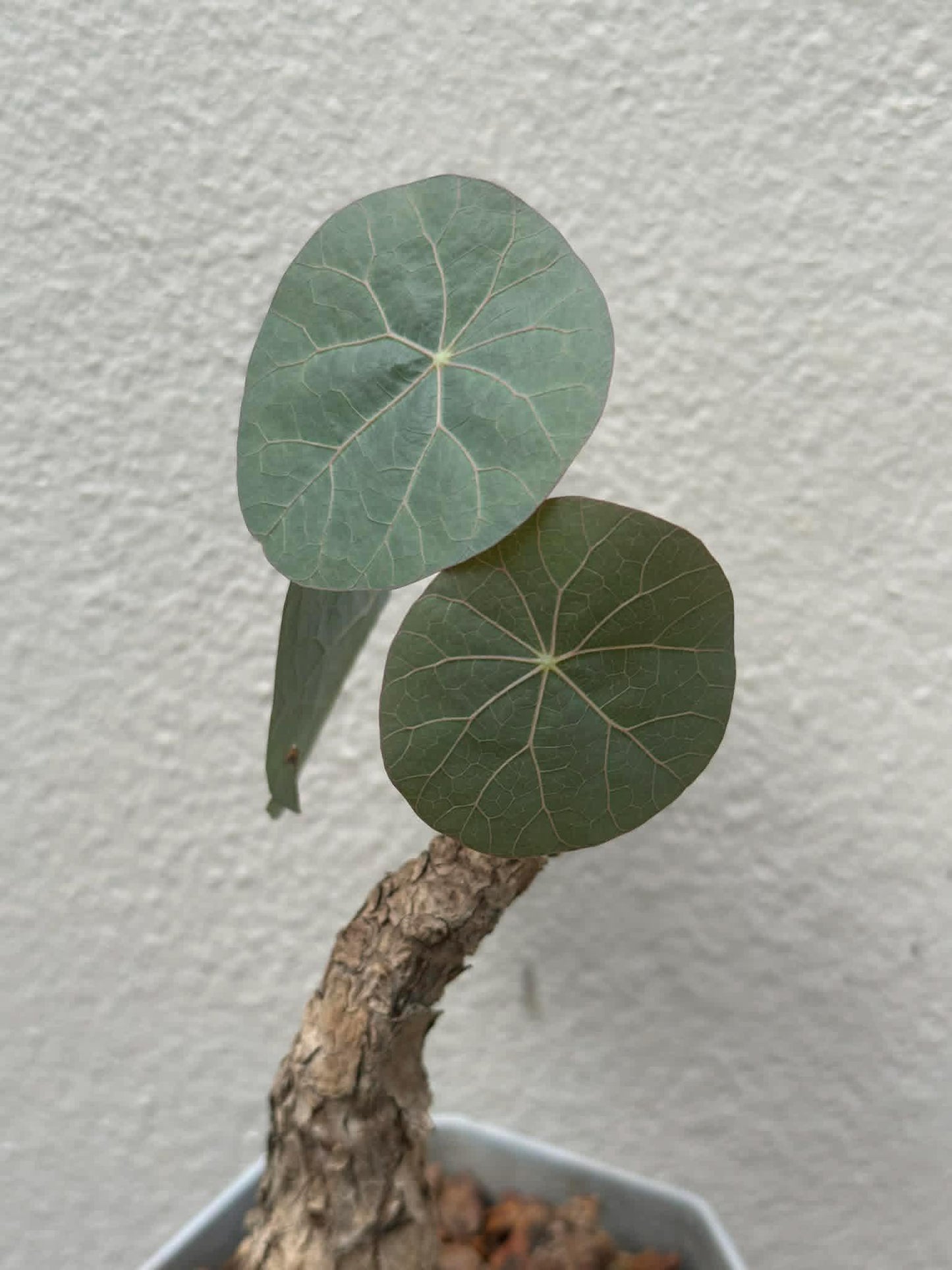Stephania kaweesakii