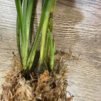 Cymbidium wenshanense