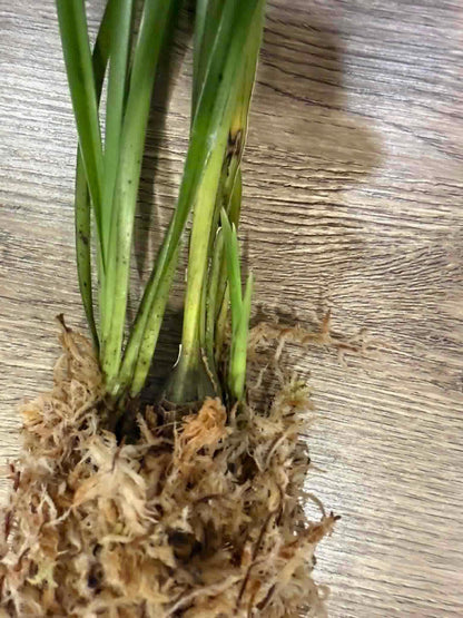 Cymbidium wenshanense