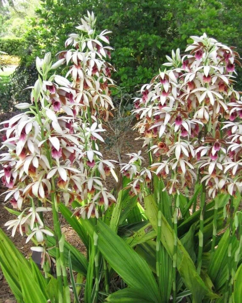 Phaius tankervilleae  2 Bulb, plant Orchid Collection,Spring garden decore