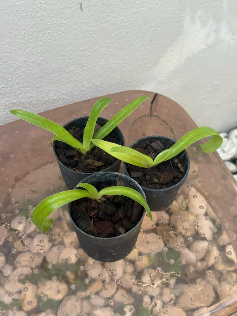 x2 Paphiopedilum sanderianum (Borneo) Orchid Plant – Starter Size Rare Lady Slipper Orchid