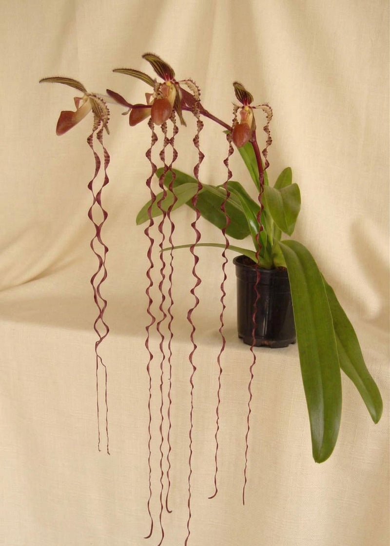 Paphiopedilum sanderianum (Borneo) Orchid Plant – Starter Size Rare Lady Slipper Orchid