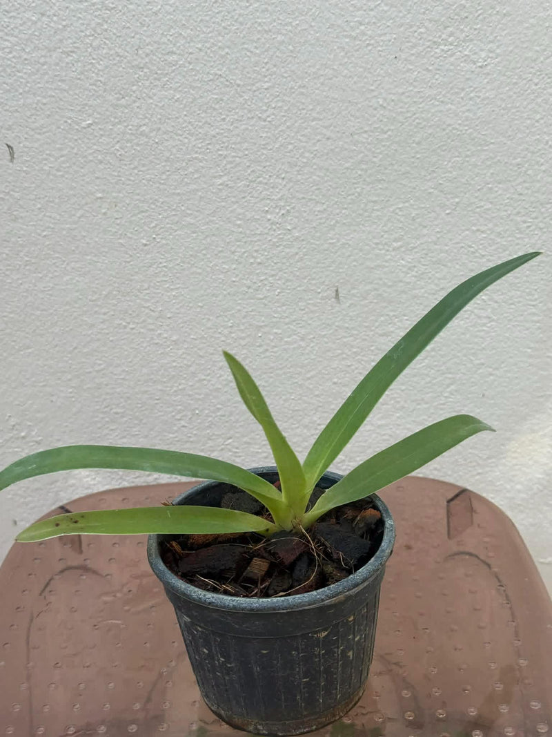 Paphiopedilum rothschildianum Orchid Plant – Medium Rare Lady Slipper Orchid