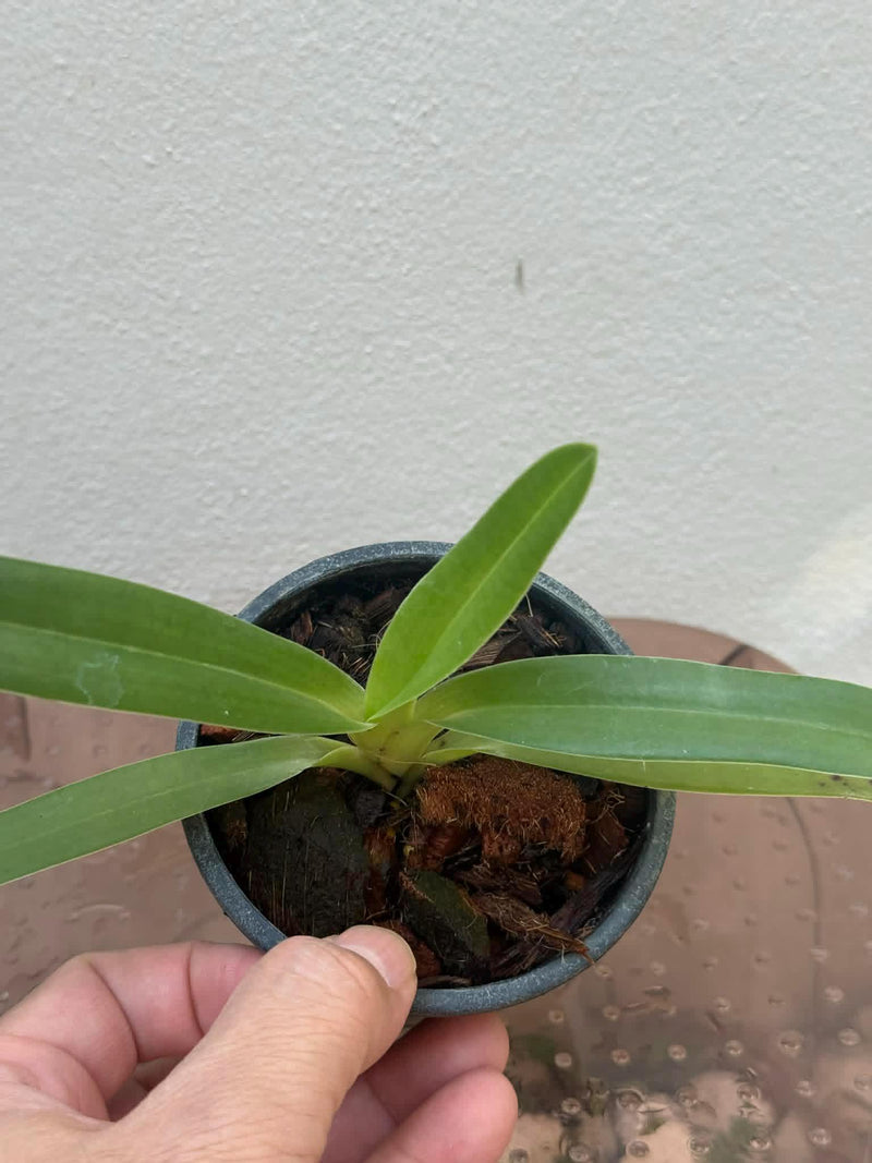 Paphiopedilum rothschildianum Orchid Plant – Medium Rare Lady Slipper Orchid