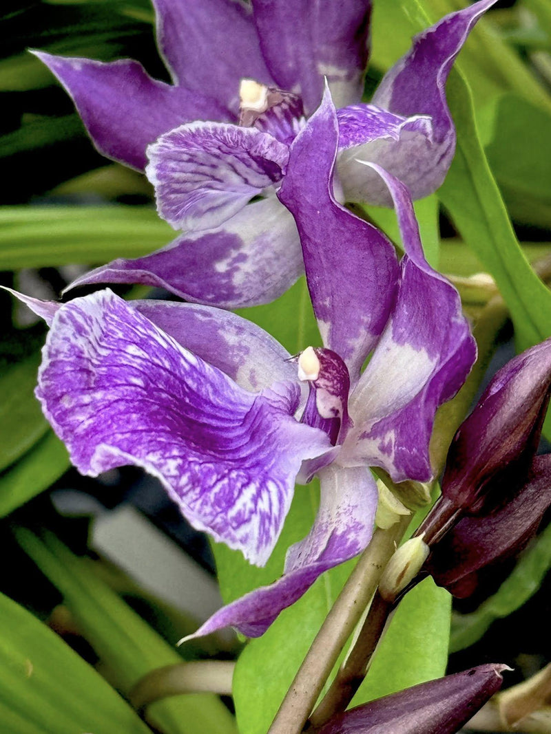 Zygonisia Murasakikomachi 1 Plant Orchid (Bloom Size)