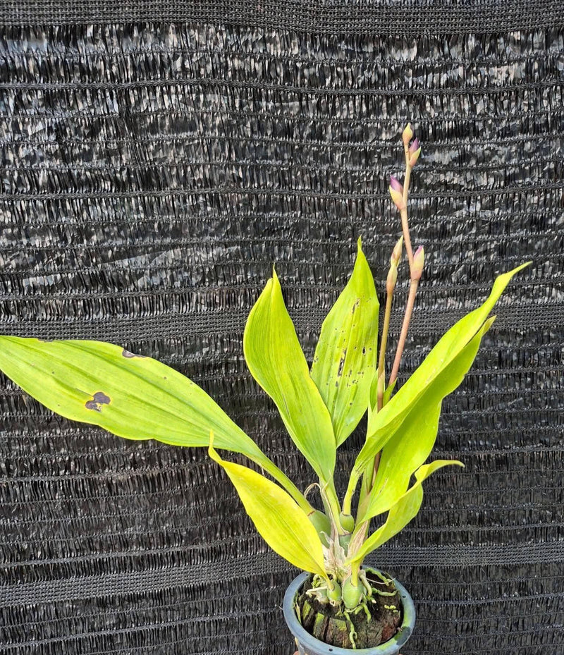 Zygonisia Murasakikomachi 1 Plant Orchid (Bloom Size)