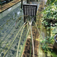 Brassavola cucullata