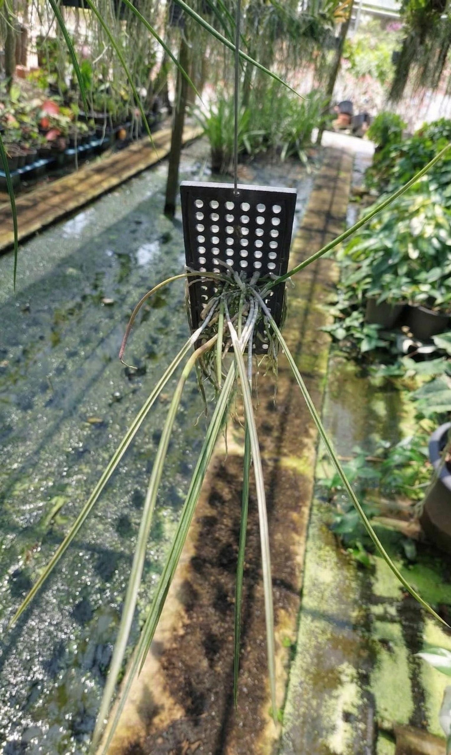 Brassavola cucullata