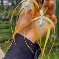 Brassavola cucullata