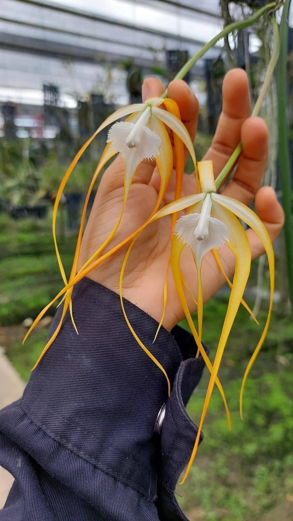 Brassavola cucullata