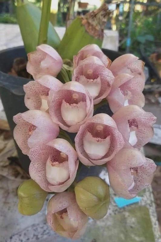 Peristeria Parotia (Pink Dove Orchid ) 1 Plant Orchid (Bloom Size) fragrant flower
