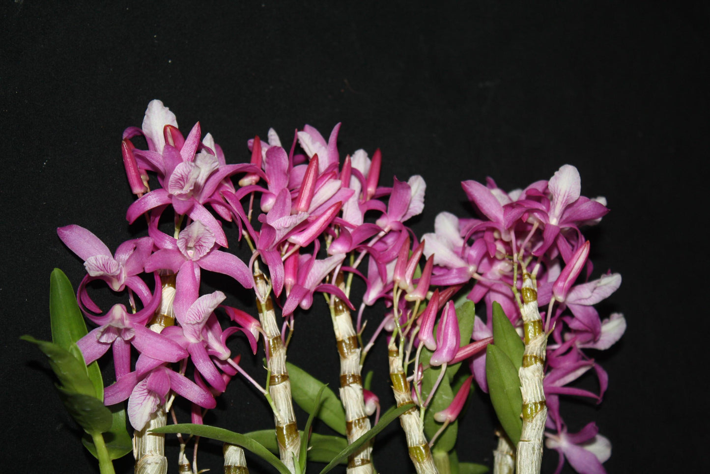 Dendrobium Rainbow Dance