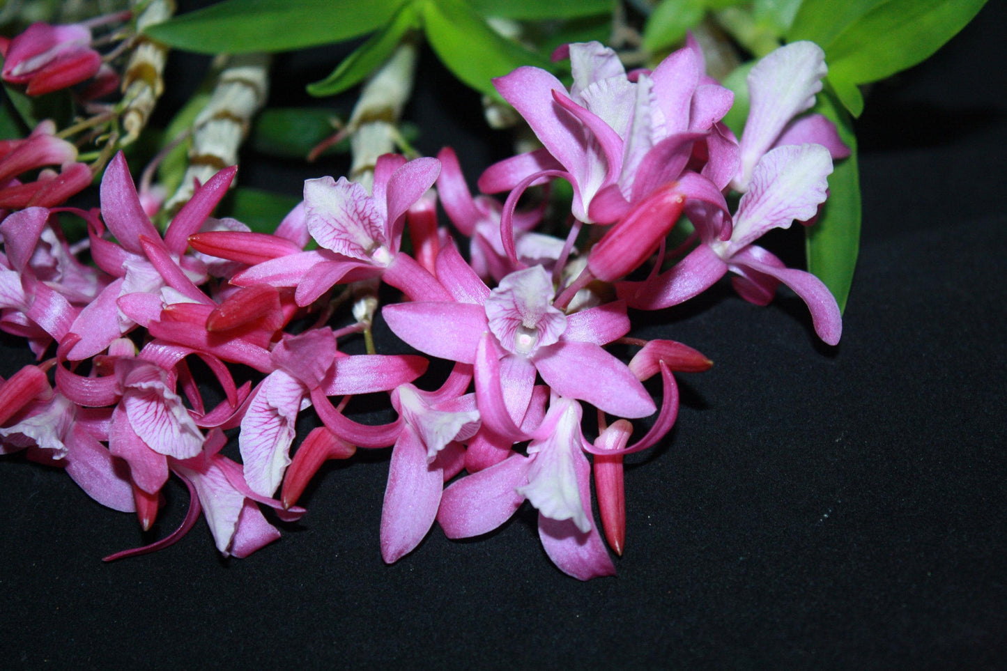 Dendrobium Rainbow Dance