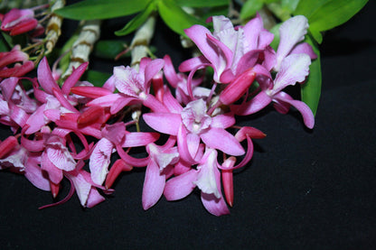 Dendrobium Rainbow Dance