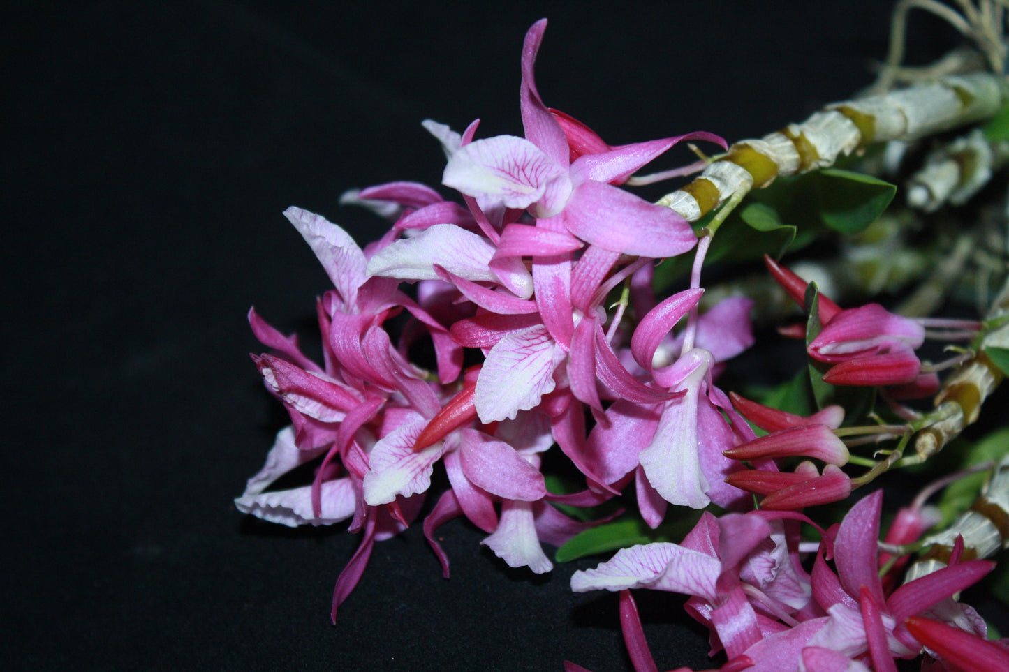 Dendrobium Rainbow Dance