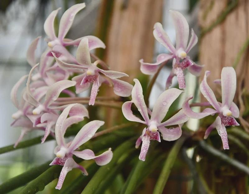 Paravanda Athena Von Fox  Orchid Plant, Fragrant Pink Bloom Size Orchid