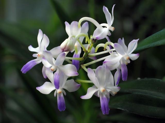 Vandachostylis  Lou Sneary "Blue" 1 Plant Vanda x  orchid