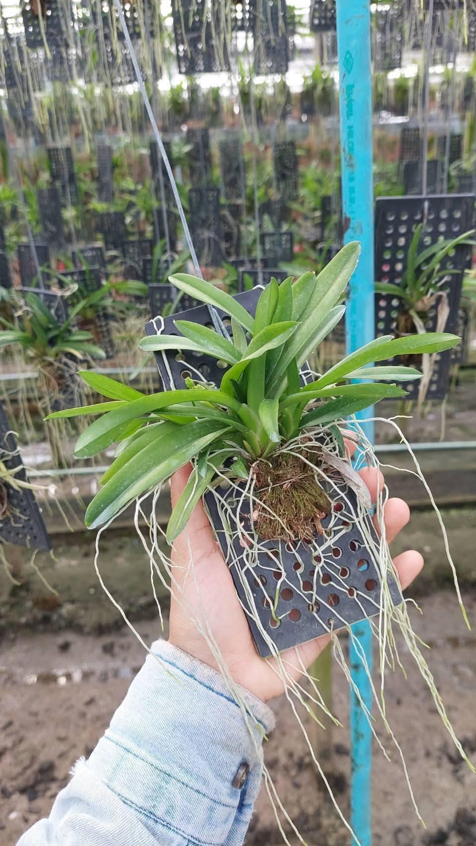Rodriguezia venusta