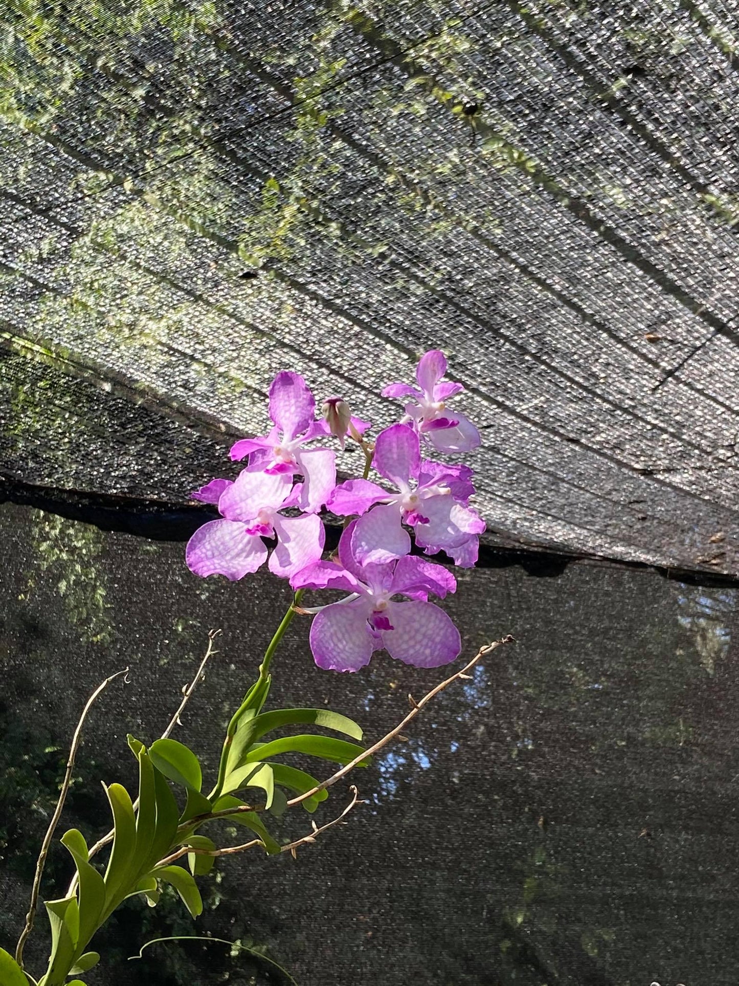 Vanda coerulea "Pink"