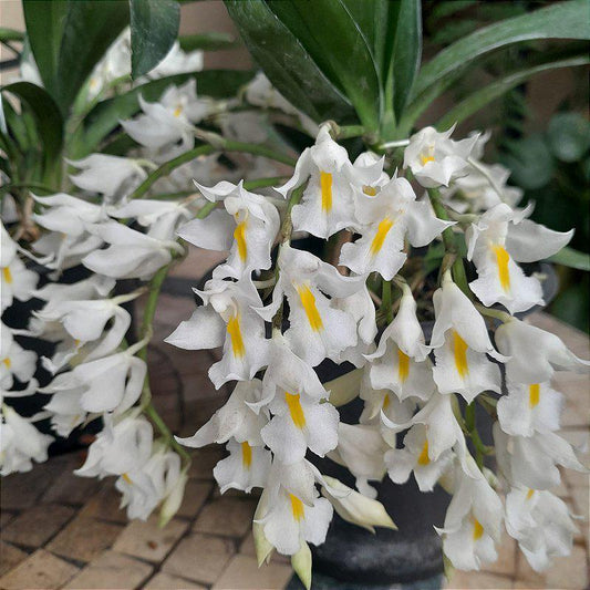 Rodriguezia venusta
