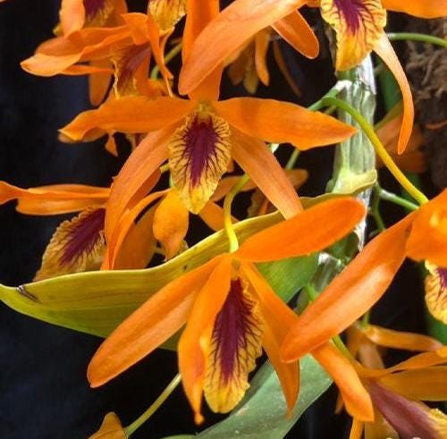 Dendrobium Chanthaboon Sunrise