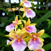 Milmiltonia Sunset