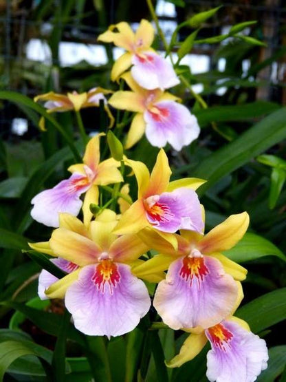 Milmiltonia Sunset