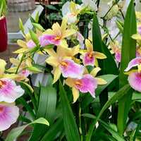 Milmiltonia Sunset