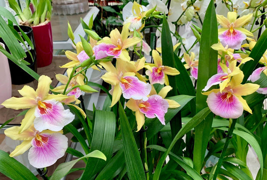 Milmiltonia Sunset