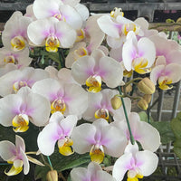 Phalaenopsis