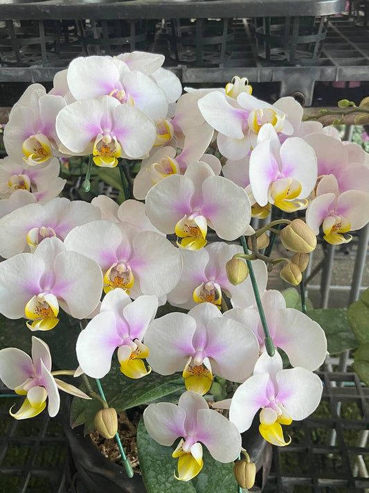 Phalaenopsis