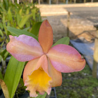 Mini Cattleya