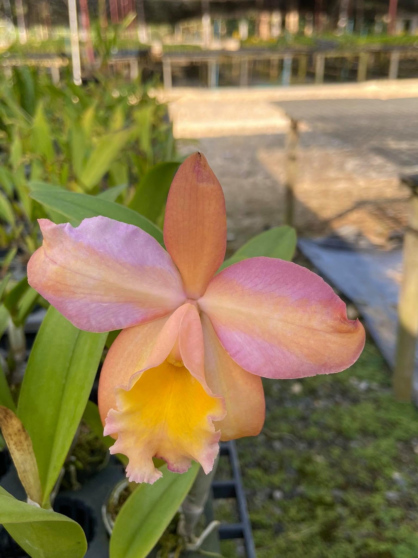 Mini Cattleya