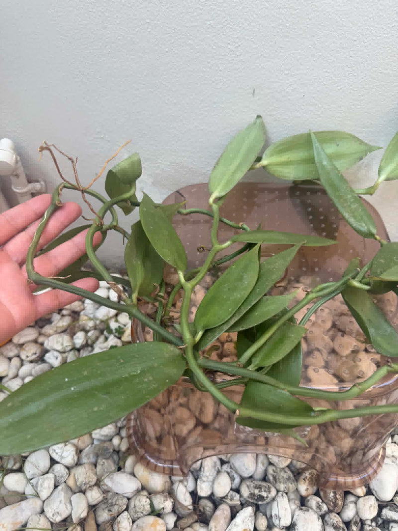 Vanilla pilifera Plant, Rare Orchid Species, Bloom Size Orchid